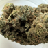 Patient Image of Aurora® Pedanios T29 Sourdough Medical Cannabis