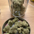 Patient Image of Grow Pharma T16 Herijuana Medical Cannabis