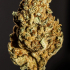 Patient Image of Adven EMT-3 T20 Glory Glue Medical Cannabis