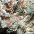 Patient Image of Noidecs T20 Royal Moby Medical Cannabis
