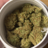 Patient Image of Adven EMT-3 T20 Glory Glue Medical Cannabis