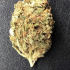Patient Image of Aurora® T22 Delahaze Medical Cannabis