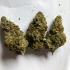 Patient Image of Aurora® Pedanios T20 L.A. Confidential Medical Cannabis