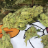 Patient Image of Therismos T20:C1 Gorilla Glue #4 Medical Cannabis