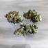 Patient Image of Tilray® T18 Mango Medical Cannabis