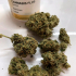 Patient Image of Bedrocan Main T22 Jack Herer Medical Cannabis