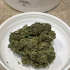 Patient Image of Grow Pharma T18 Herijuana Medical Cannabis