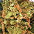 Patient Image of Adven® Cura-9 T17-19 Glory Sum Cookies Medical Cannabis