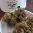 Patient Image of Grow Pharma T20-22 Strawberry Glue Medical Cannabis