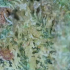 Patient Image of Adven EMT-1 T19-20 Cairo Medical Cannabis