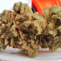 Patient Image of Grow® Pharma T18 Herijuana Medical Cannabis