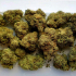 Patient Image of Grow® Pharma T16 Herijuana Medical Cannabis