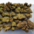 Patient Image of Aurora® Pedanios T27 Farm Gas Medical Cannabis