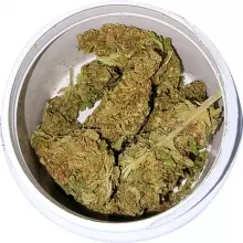 Adven® Cura-9 T17-19 Glory Sum Cookies Medical Cannabis Flower