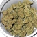 Flower Photo of Adven® Medical Cannabis Cura-5 T18