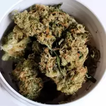 Bedrocan Main T22 Jack Herer Medical Cannabis Flower