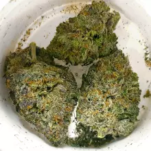 Grow Pharma T18 Gelato Medical Cannabis Flower