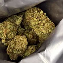 Noidecs T10:C10 Critical Mass CBD Medical Cannabis Flower