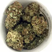 Aurora® Pedanios T8:C8 Equiposa Medical Cannabis Flower