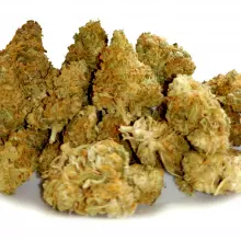 Aurora® Pedanios T14 Banana Split Medical Cannabis Flower