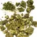 Flower Photo of Tilray® Medical Cannabis T25