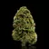 Flower Photo of Mamedica® Medical Cannabis MMS T20