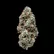 Flower Photo of Mamedica® Medical Cannabis SOG T24