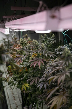 MedCan's South African Cultivation Facility