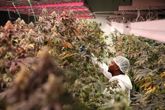 MedCan's South African Cultivation Facility